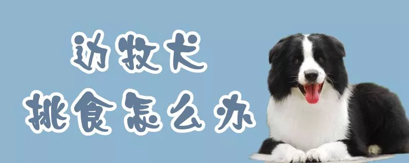 边牧犬挑食怎么办