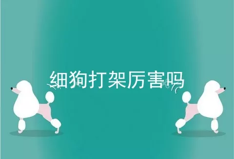 细狗打架厉害吗