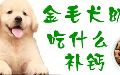 金毛犬幼犬吃什么补钙