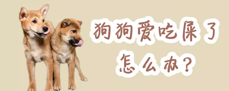 狗狗爱吃屎了怎么办