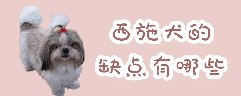 西施犬的缺点有哪些