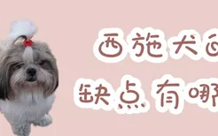 西施犬的缺点有哪些