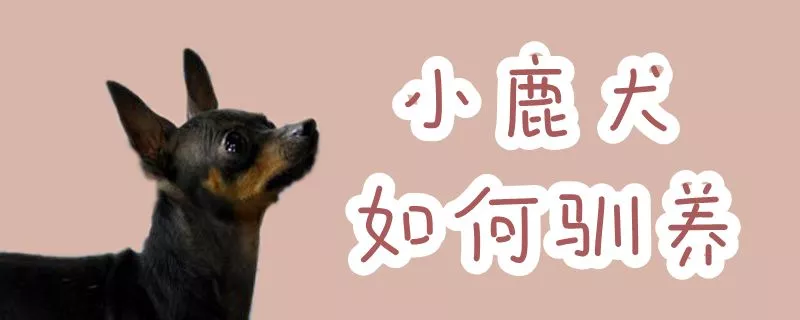 小鹿犬如何驯养