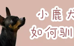 小鹿犬如何驯养