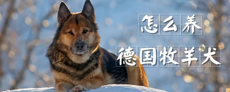 怎么养德国牧羊犬