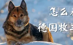 怎么养德国牧羊犬