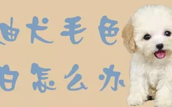 泰迪犬毛色变白怎么办