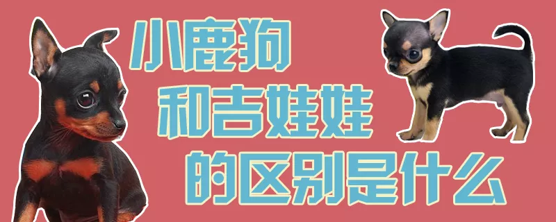 小鹿狗和吉娃娃的区别是什么