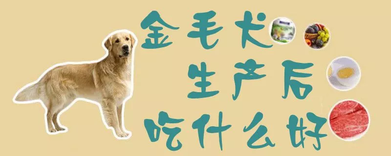 金毛犬生产后吃什么好