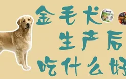 金毛犬生产后吃什么好