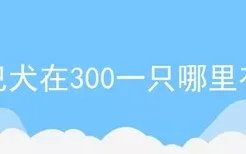 京巴犬在300一只哪里有卖