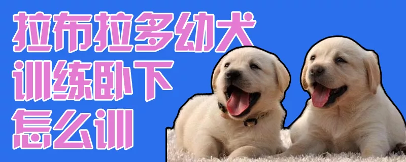 拉布拉多幼犬训练卧下怎么训