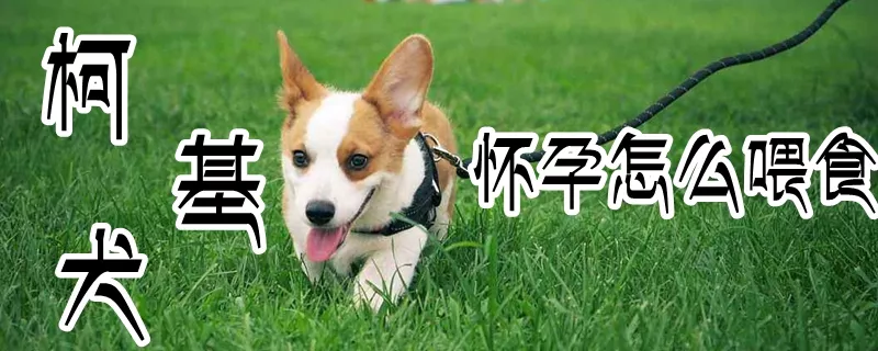 柯基犬怀孕怎么喂食