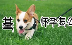 柯基犬怀孕怎么喂食