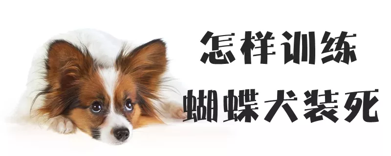 怎样训练蝴蝶犬装死