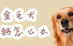 金毛犬缺钙怎么办