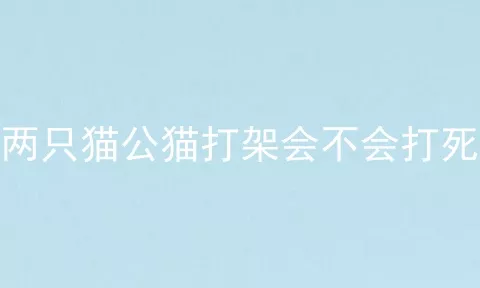 两只猫公猫打架会不会打死