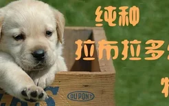 纯种拉布拉多幼犬特征