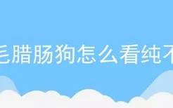 长毛腊肠狗怎么看纯不纯