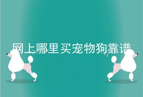 网上哪里买宠物狗靠谱