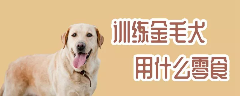 训练金毛犬用什么零食