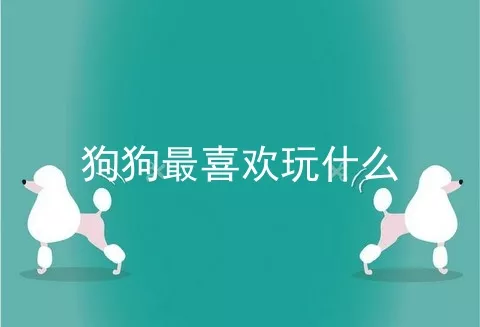 狗狗最喜欢玩什么