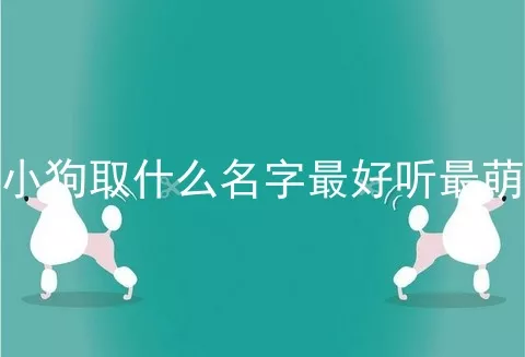 小狗取什么名字最好听最萌