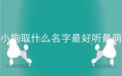 小狗取什么名字最好听最萌