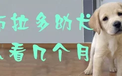 拉布拉多幼犬怎么看几个月