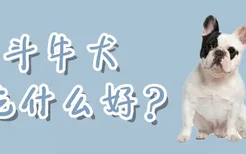 斗牛犬吃什么好