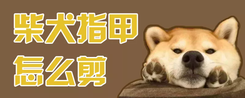 柴犬指甲怎么剪