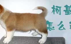 柯基犬怎么选择