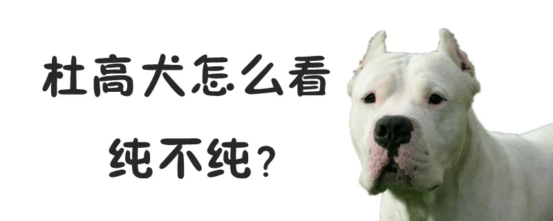 杜高犬怎么看纯不纯