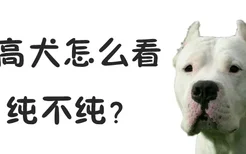 杜高犬怎么看纯不纯