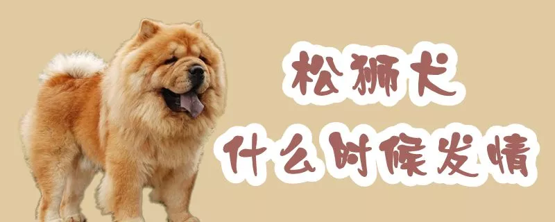 松狮犬什么时候发情