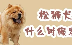 松狮犬什么时候发情