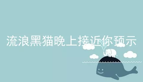 流浪黑猫晚上接近你预示