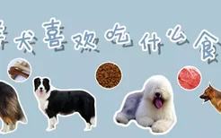 牧羊犬喜欢吃什么食物