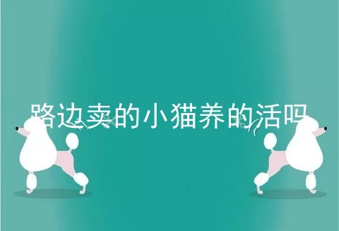 路边卖的小猫养的活吗