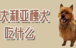 澳大利亚梗犬吃什么