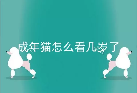 成年猫怎么看几岁了