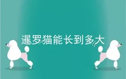 暹罗猫能长到多大