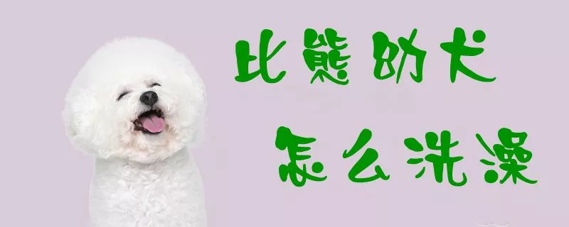 比熊幼犬怎么洗澡1