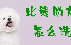 比熊幼犬怎么洗澡