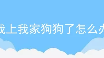 我上我家狗狗了怎么办