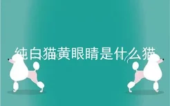 纯白猫黄眼睛是什么猫