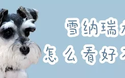 雪纳瑞犬怎么看好不好