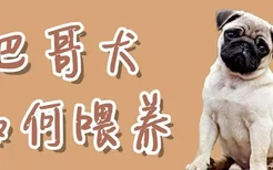 巴哥犬如何喂养