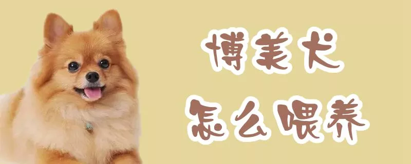 博美犬怎么喂养