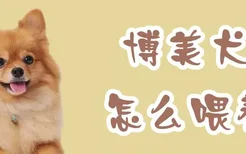 博美犬怎么喂养